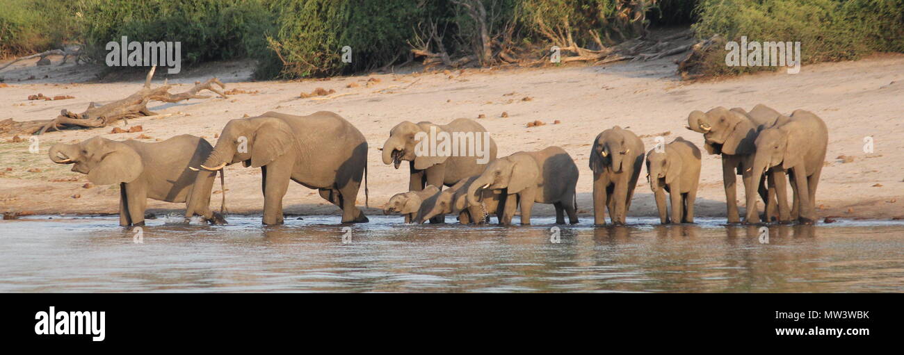 Familia de elefantes de agua potable desde el río. Foto de stock