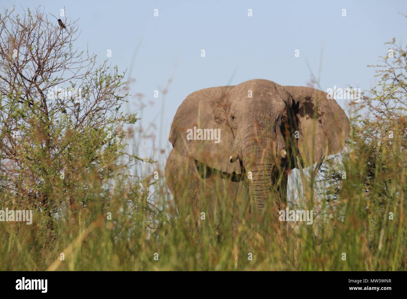 Elefante apareciendo detrás de la hierba Foto de stock