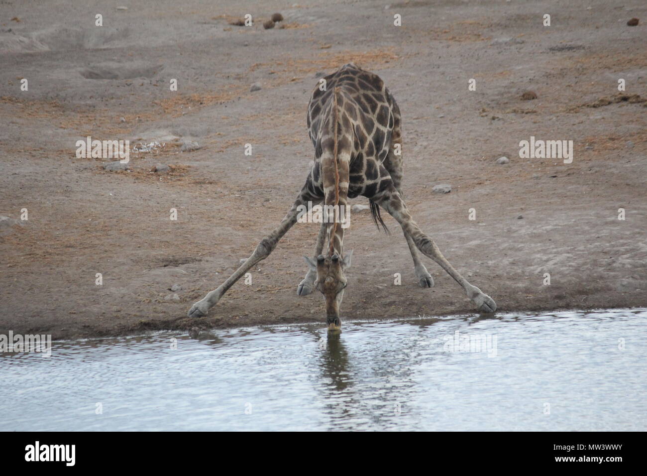 Jirafa en un agujero de agua potable Foto de stock