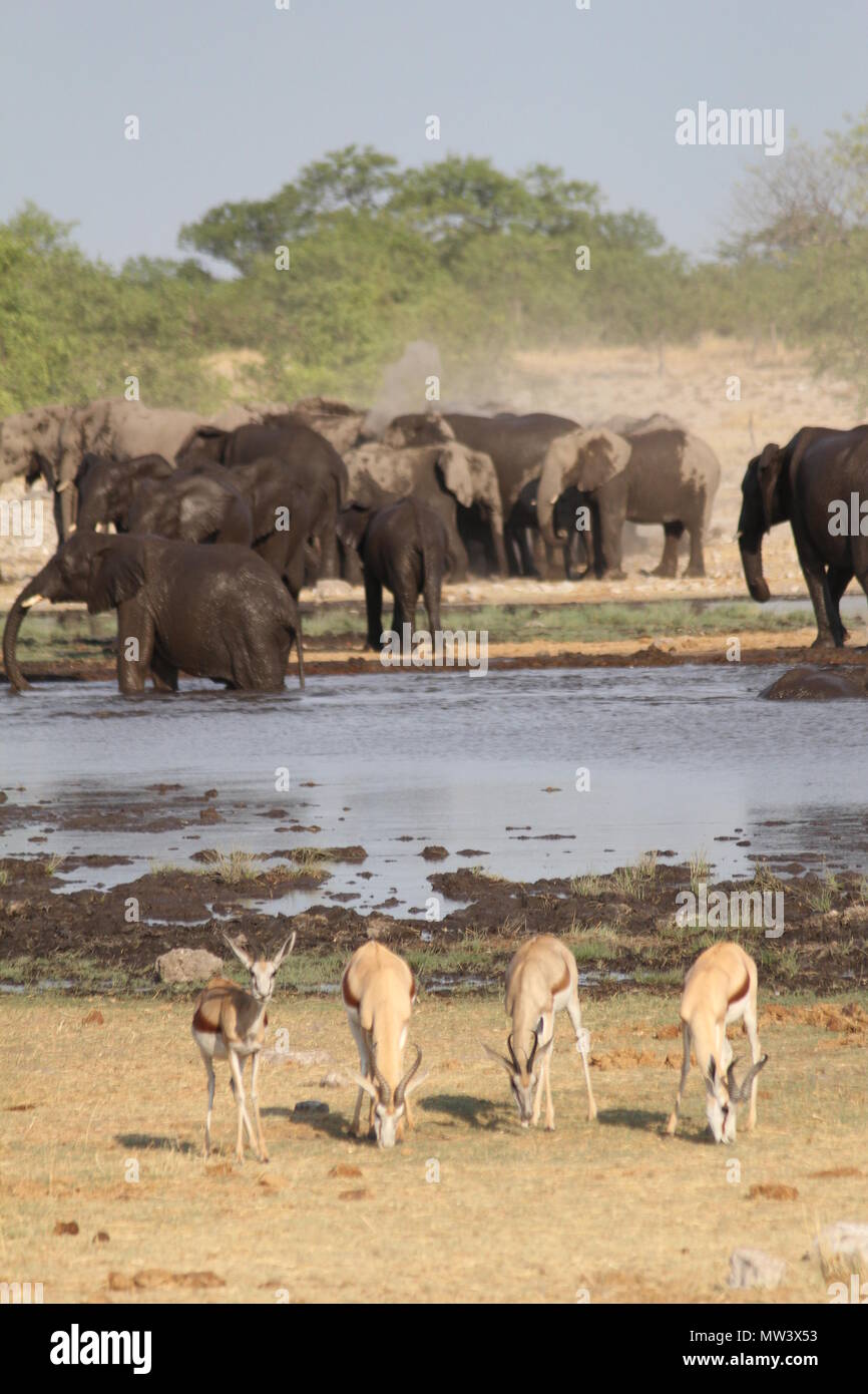 Los elefantes y impalas en un orificio de agua en el Parque Nacional Etosha Foto de stock