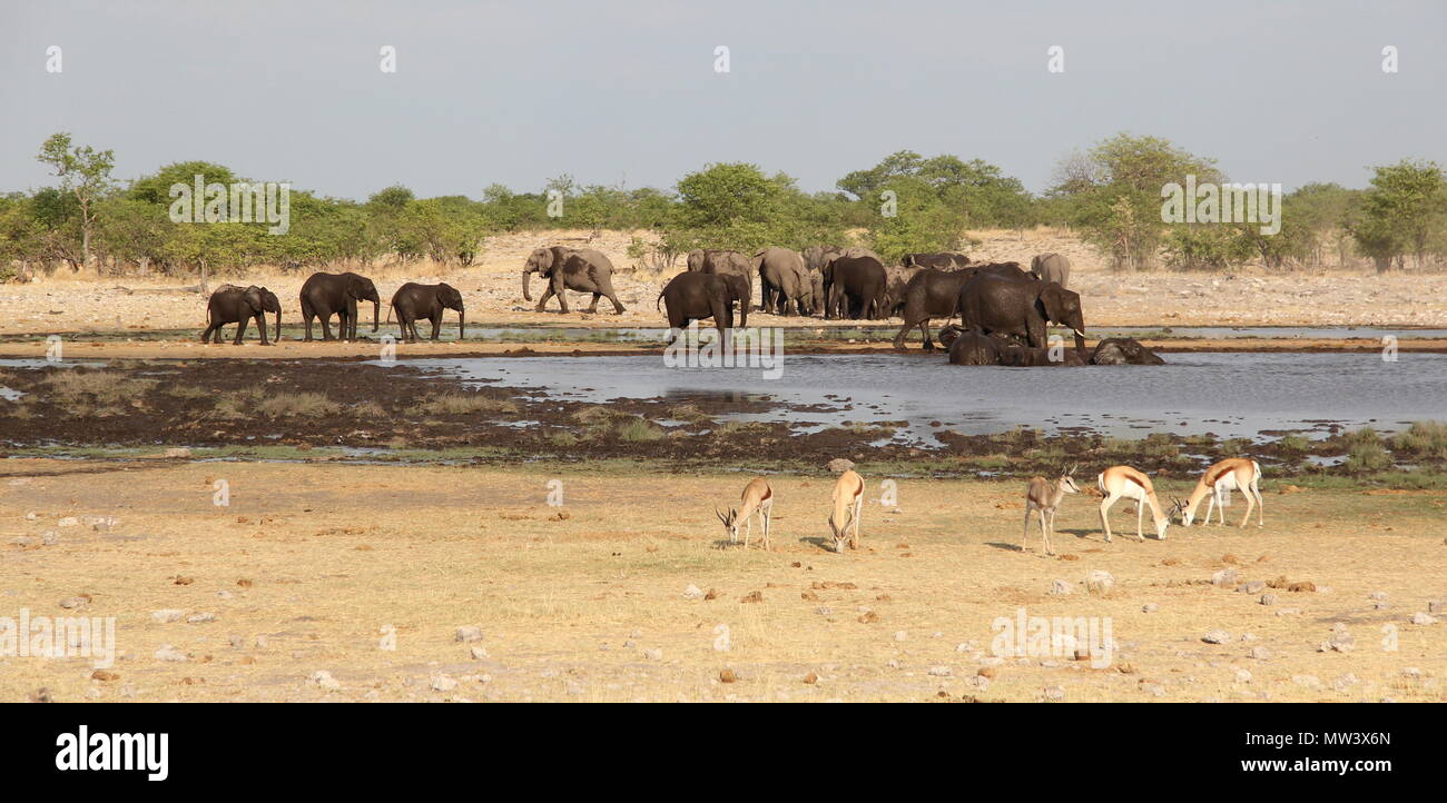 Los elefantes, jirafas e impalas alrededor del abrevadero Foto de stock