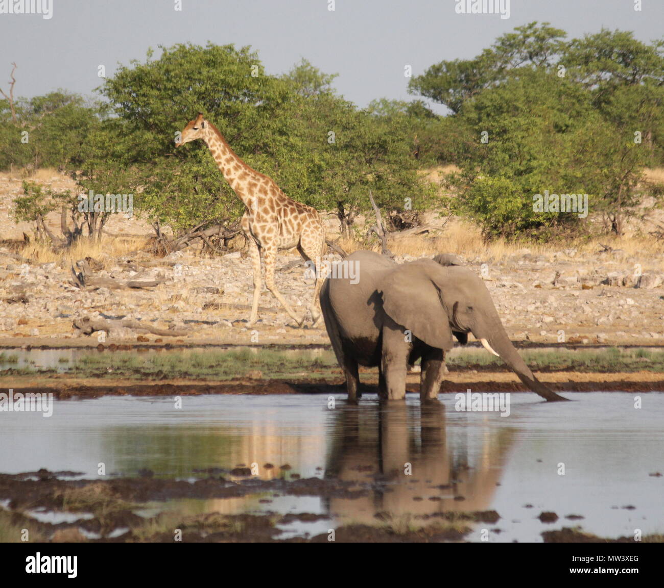 Los elefantes y jirafas en un orificio de agua en el Parque Nacional Etosha Foto de stock