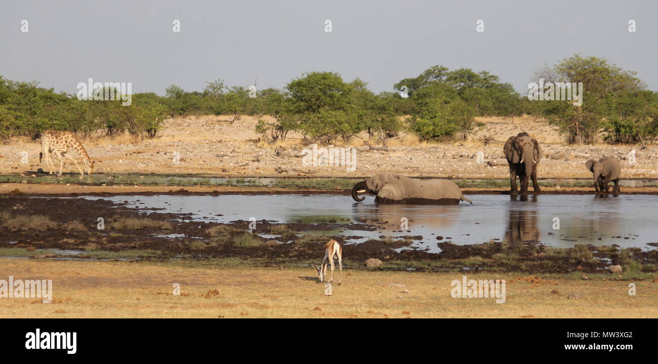Los elefantes, jirafas e impala en un orificio de agua en el Parque Nacional Etosha Foto de stock