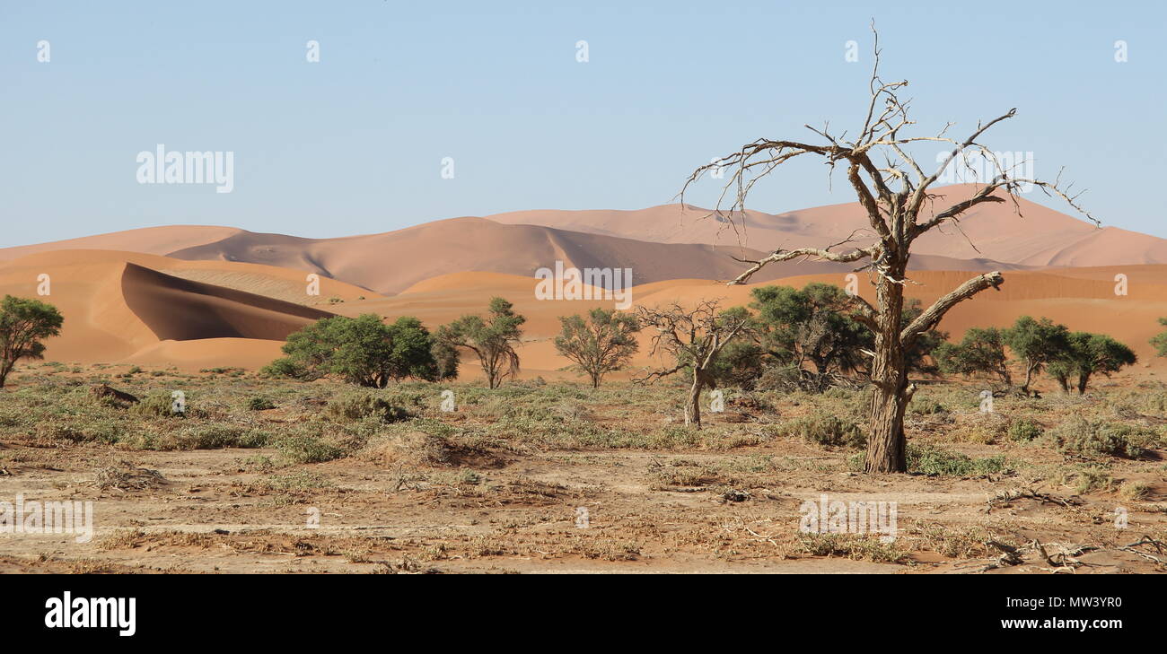 Árbol Muerto de una duna de arena Foto de stock