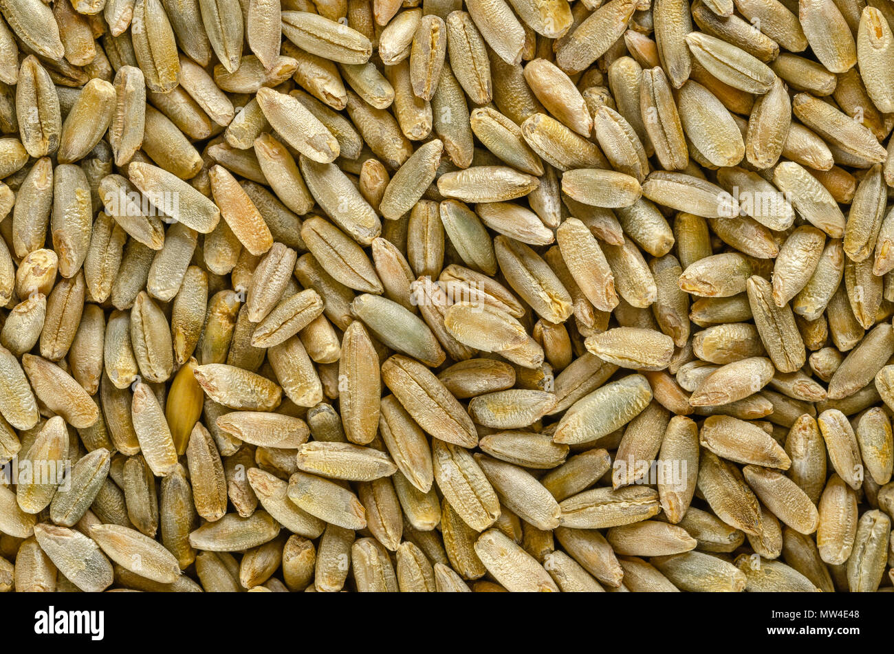 Los granos de centeno, macro fotografía, desde arriba. Secale cereale, grano, cubierta y cosecha de forraje. Miembro de la tribu de trigo. Usado para la harina, el pan, la cerveza, whisky, vodka. Foto de stock