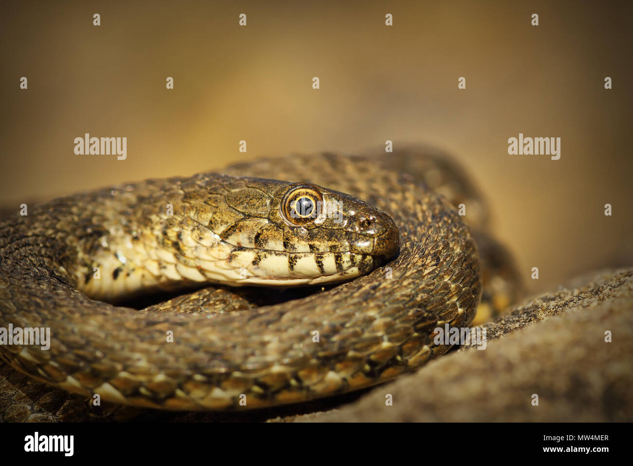Cerca de dados snake ( Natrix tessellata ) Foto de stock