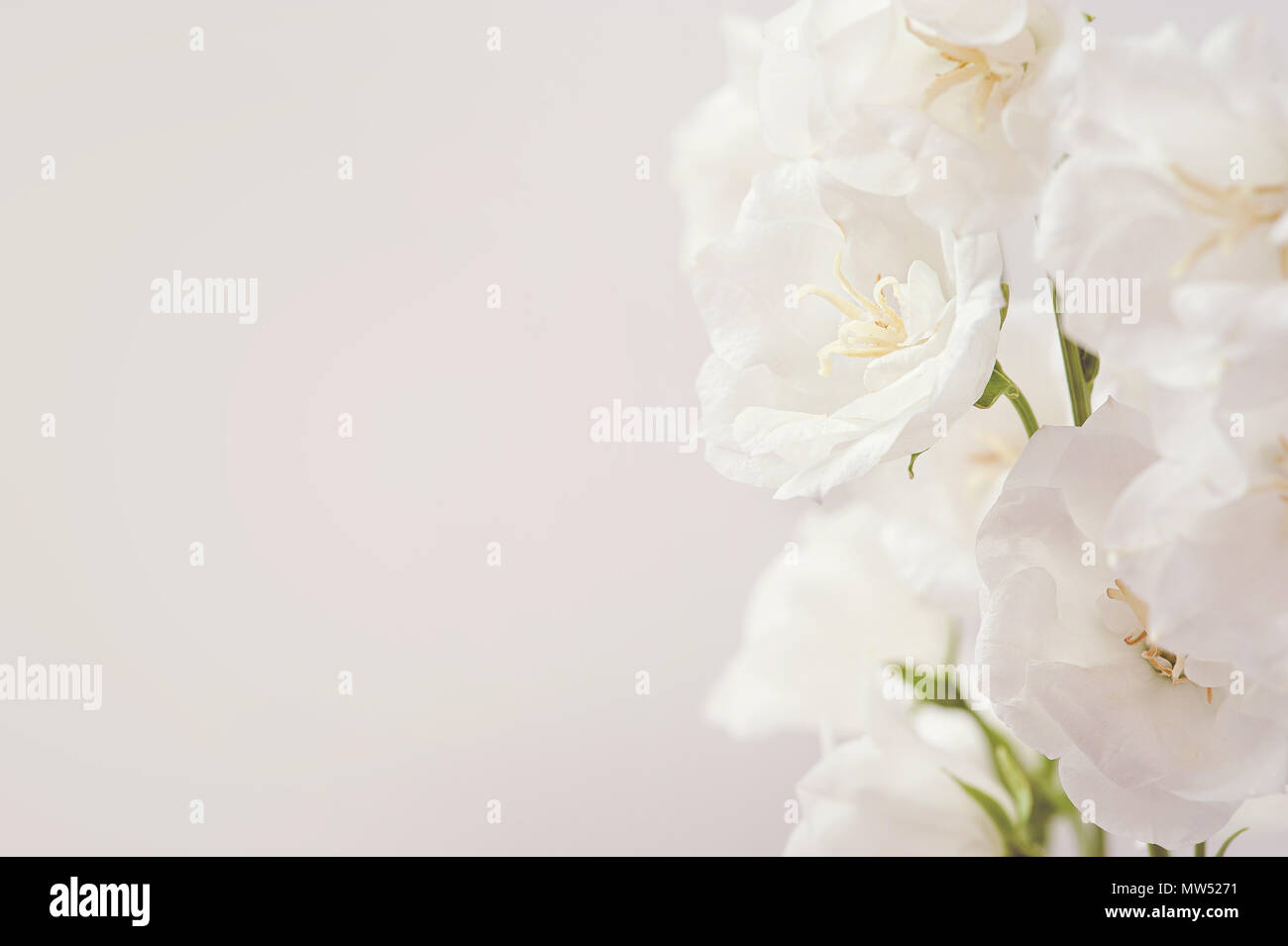 Resumen Antecedentes estacional primavera con flores blancas, natural de pascua imagen floral con espacio de copia Foto de stock