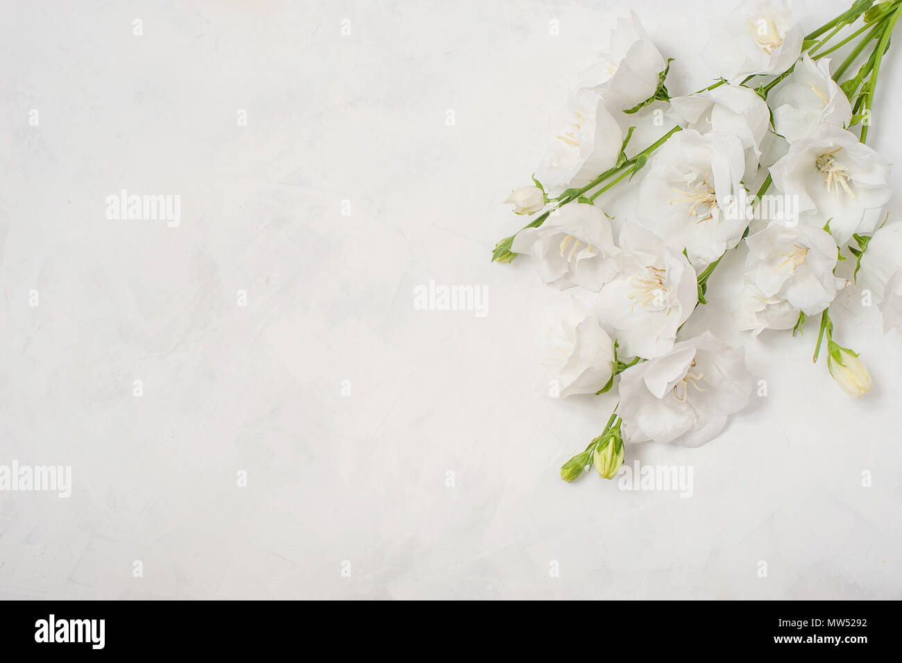 Platycodon grandiflorus flores aisladas sobre fondo blanco. Foto de stock