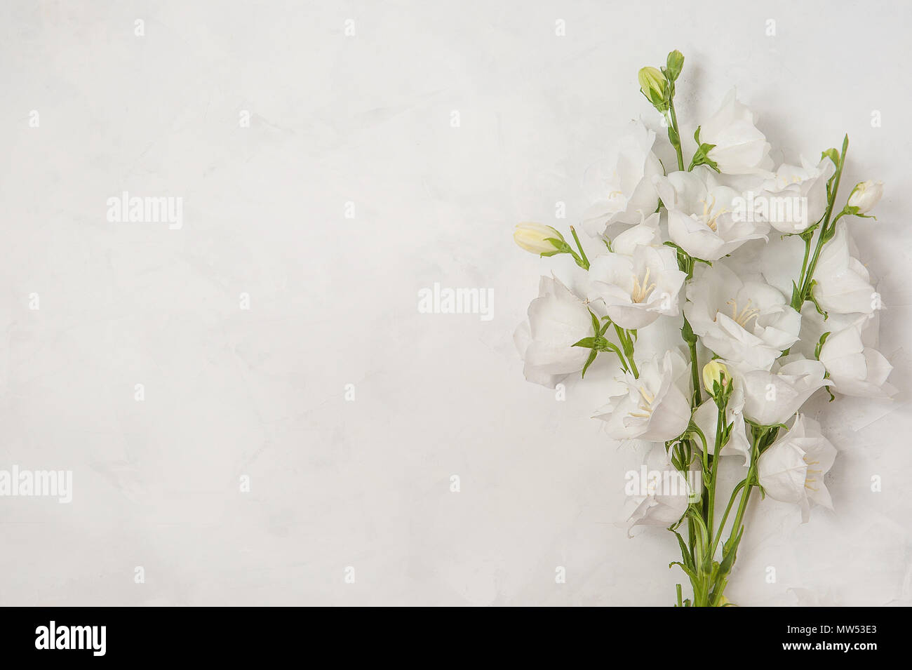 Hermosa campanula flores blancas sobre fondo blanco. Foto de stock