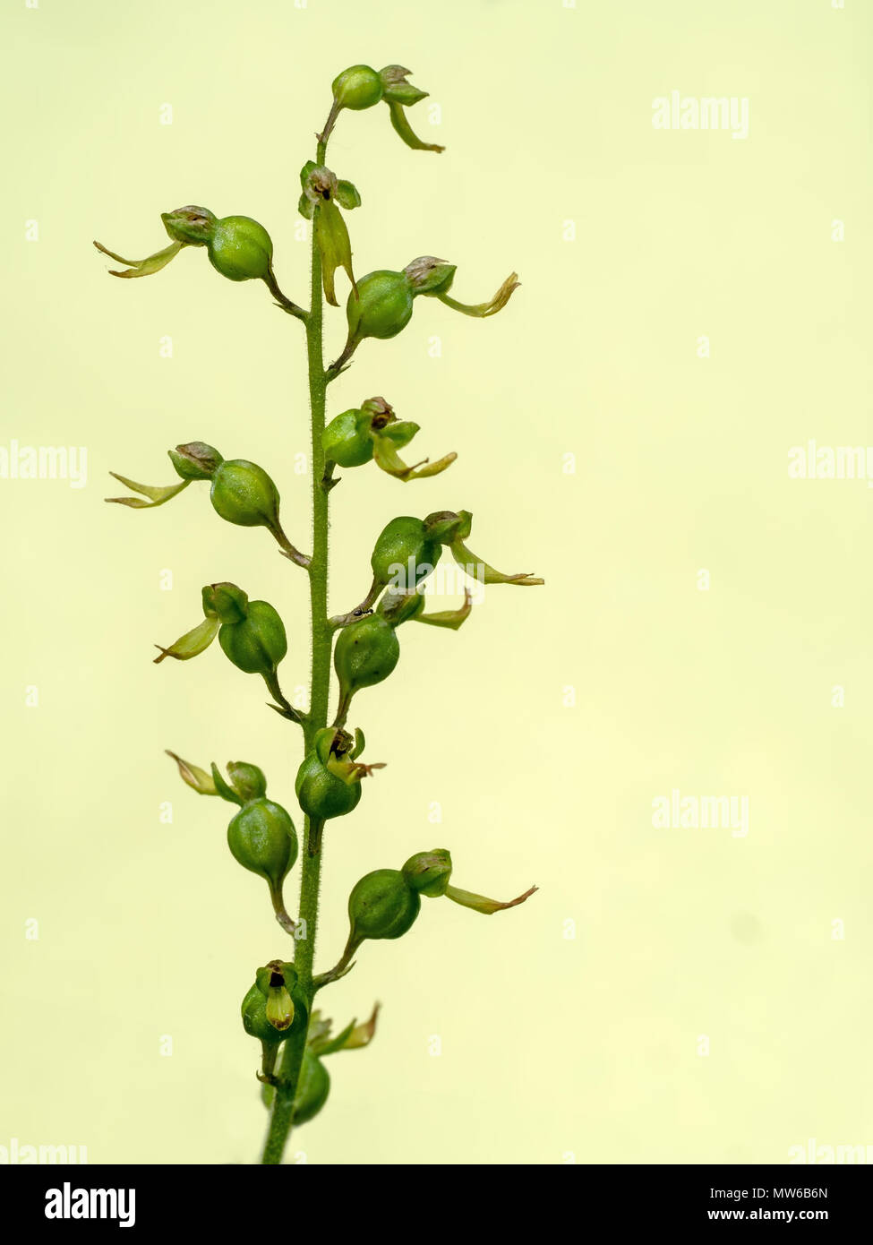 Orquídea salvaje. Común, Neottia twayblade ovata. Foto de stock