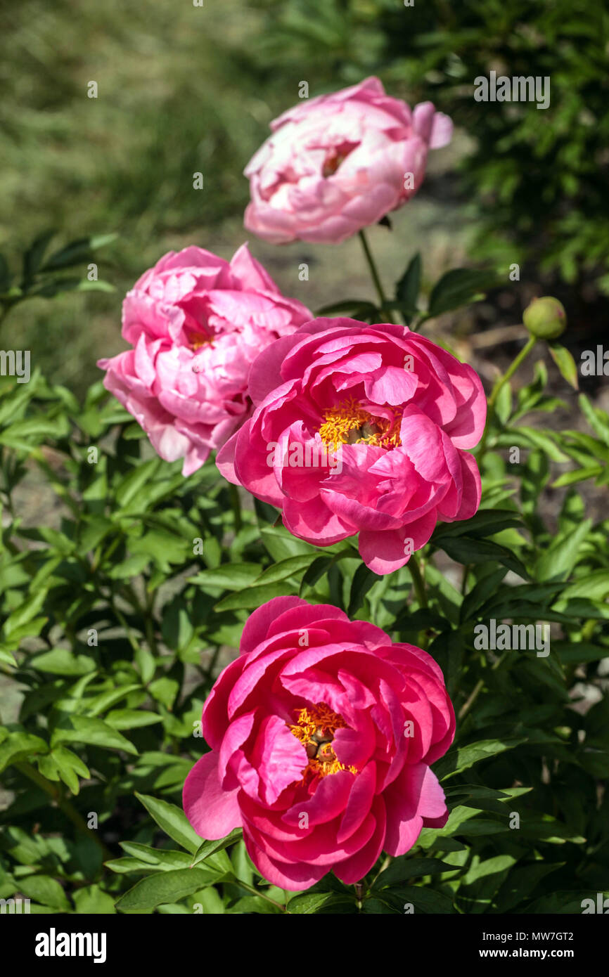 Flores de color rosa peonías 'Cytherea' en el jardín. Paeonia lactiflora  Peonias Fotografía de stock - Alamy