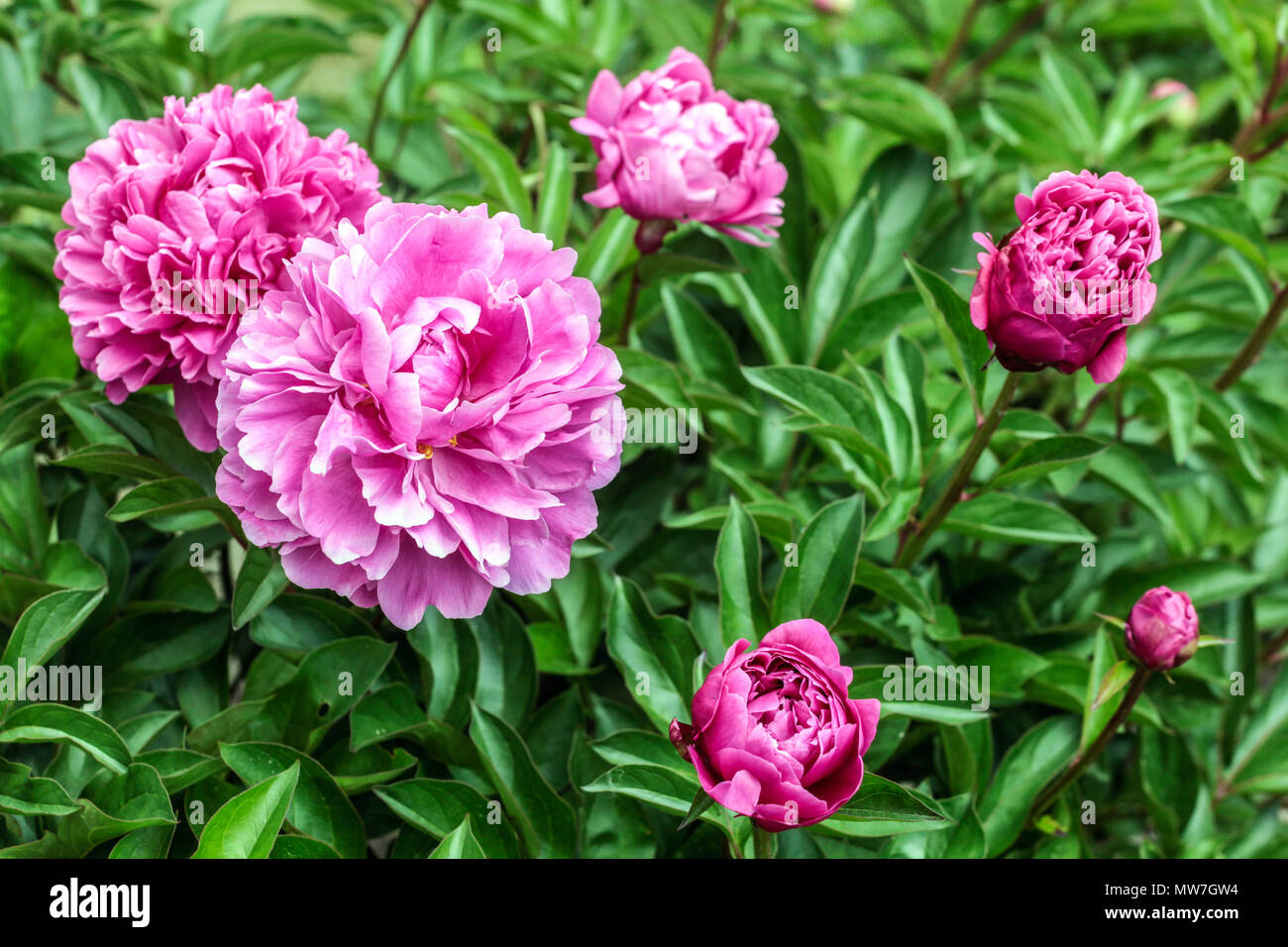 Peonía. Paeonia lactiflora ' Attar de Rosas, peonías ' Foto de stock