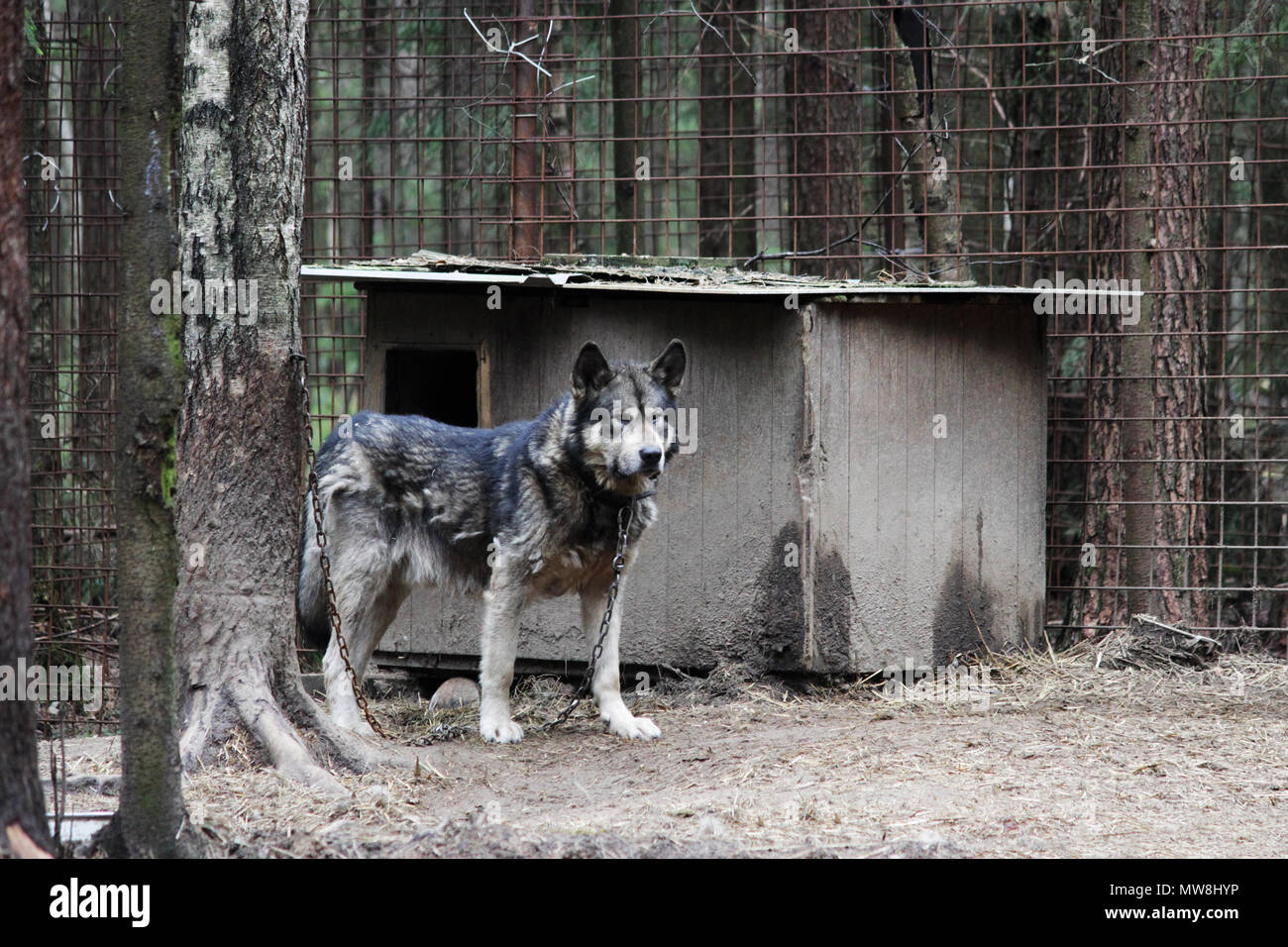 Cruce entre un lobo Canis lupus tundrarum y un Alaska Malamute. Jaula de cría de lobos y lobo-perro híbrido Foto de stock