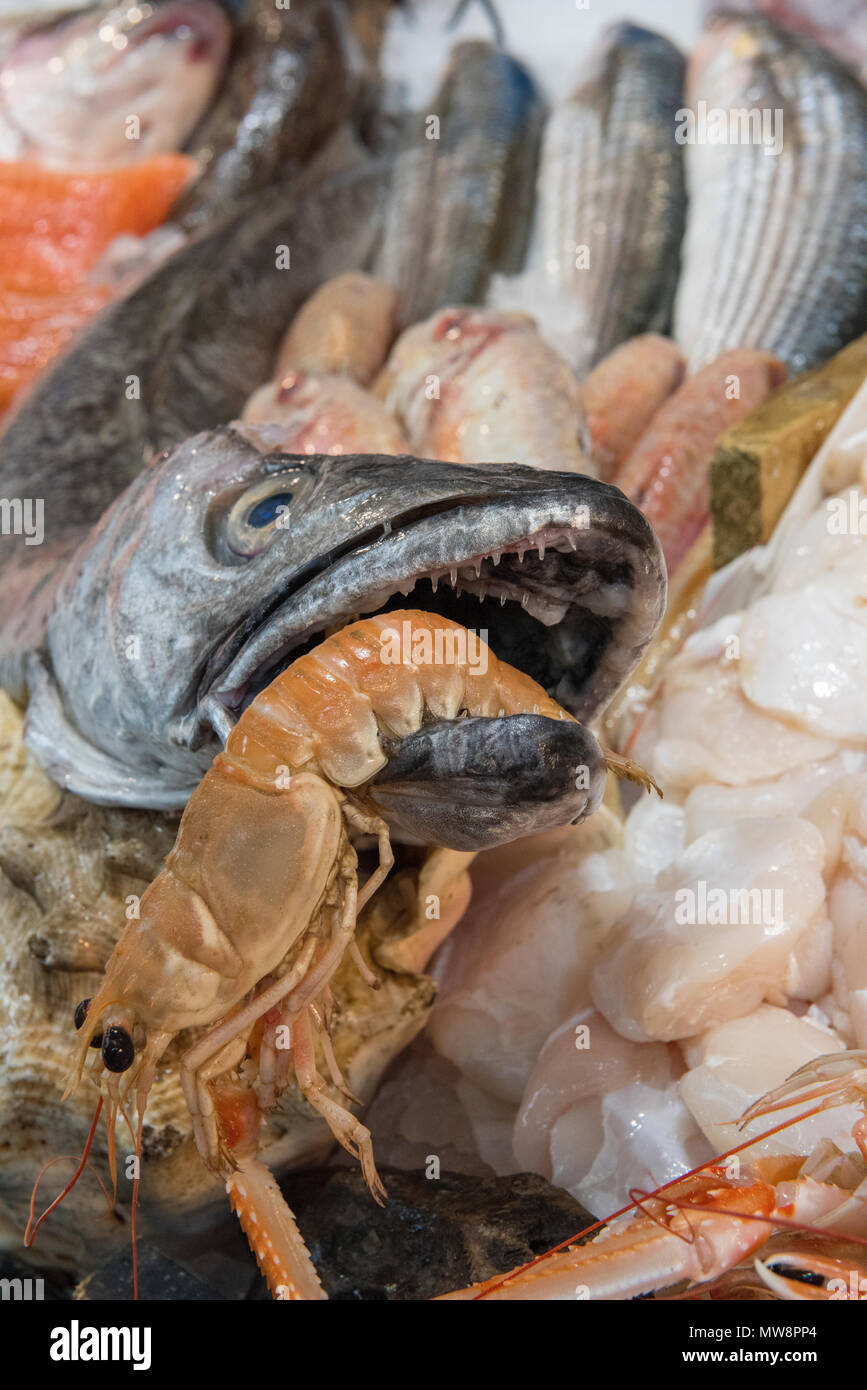 Primer plano de un fresco pescado langostino. Como camarón, pero de mayor  tamaño Fotografía de stock - Alamy