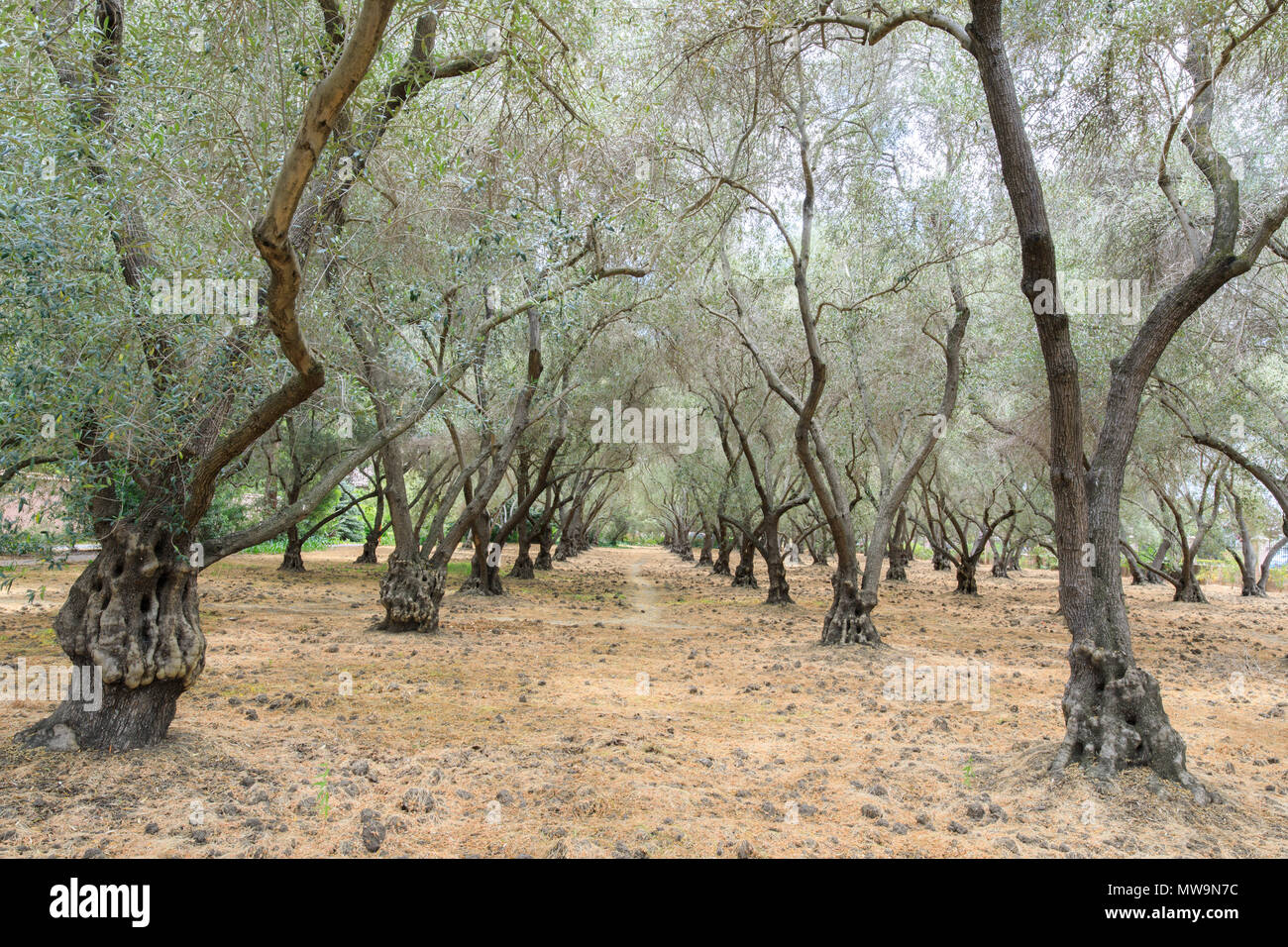 Túnel de olivo Foto de stock