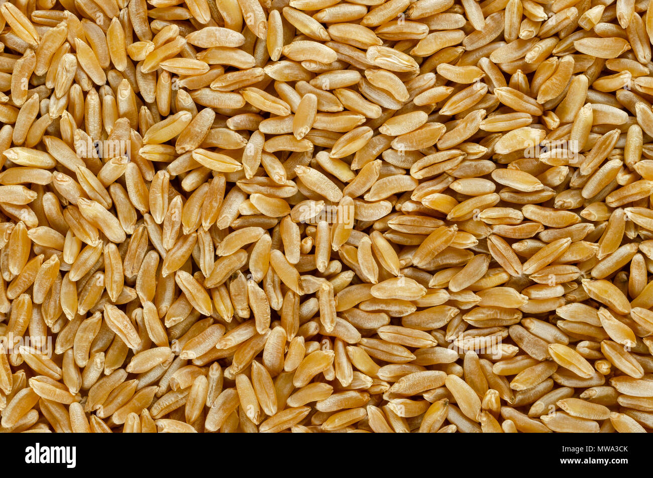 Superficie de trigo Khorasan Kamut desde arriba. Antecedentes. Los granos de trigo, Triticum turanicum orientales. Una antigua recultivated grano del día moderno Irán. Foto de stock