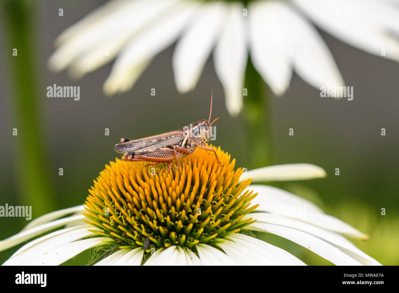Grasshopper descansando sobre jardín daisy, mayor en Sudbury, Ontario, Canadá Foto de stock