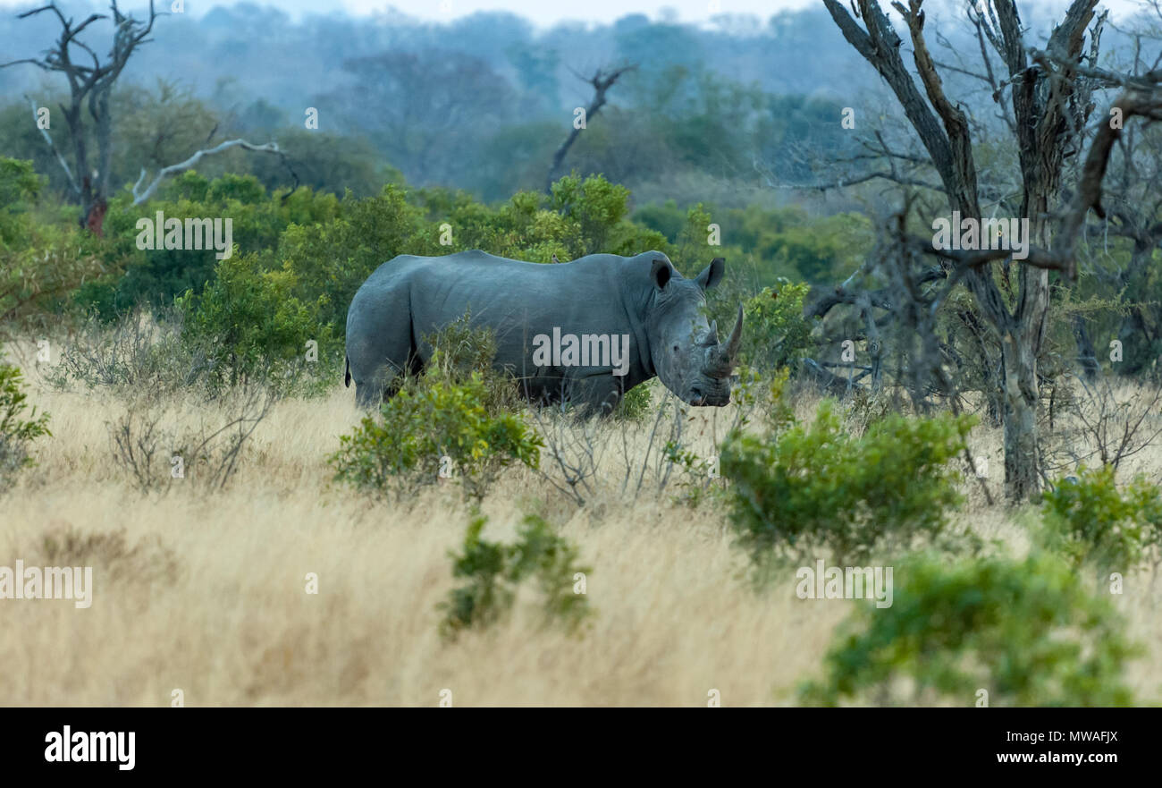 Un rinoceronte blanco meridional en los arbustos en Sabi Sands game reserve Foto de stock