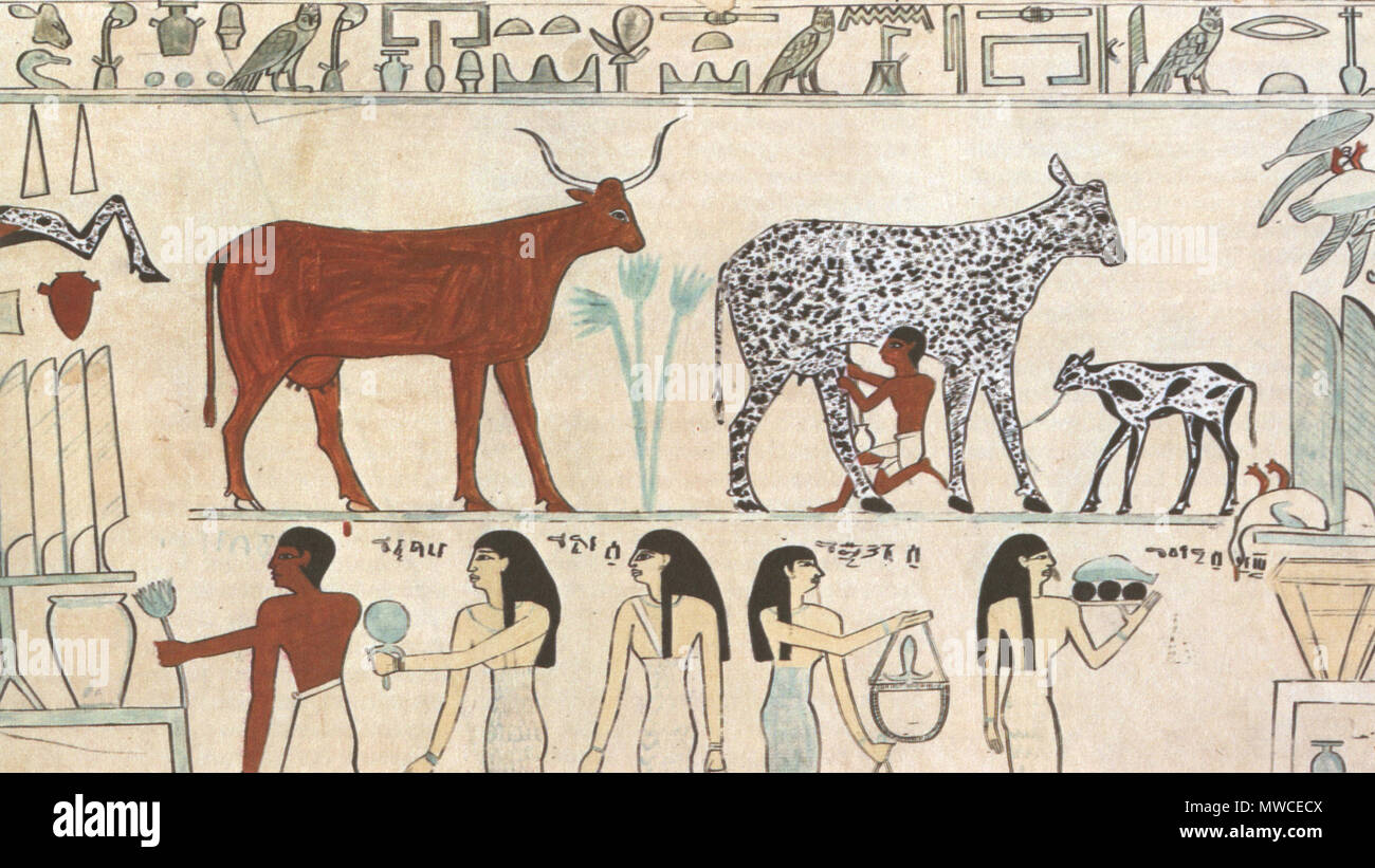 Inglés: antiguo jeroglífico egipcio pintura muestra un temprano ejemplo de  un animal domesticado (cow exprimido). Fecha desconocida. 180 desconocidos  animales domesticados egipcios Fotografía de stock - Alamy