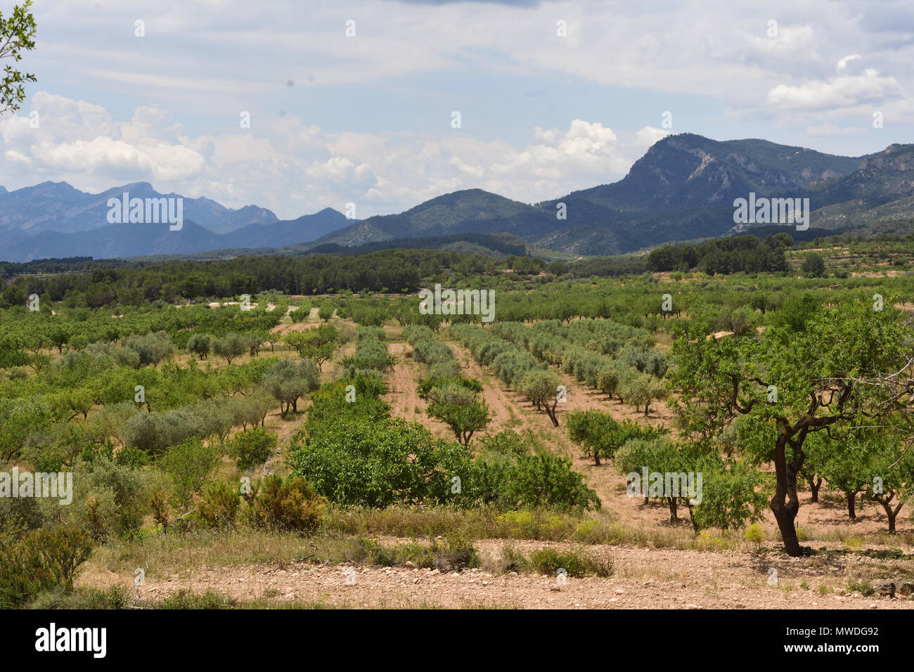 Paisaje de cultivo de árboles frutales en la comarca de la Terra Alta,  cerca de Pinell de Brai, provincia de Tarrgona, Cataluña, España Fotografía  de stock - Alamy