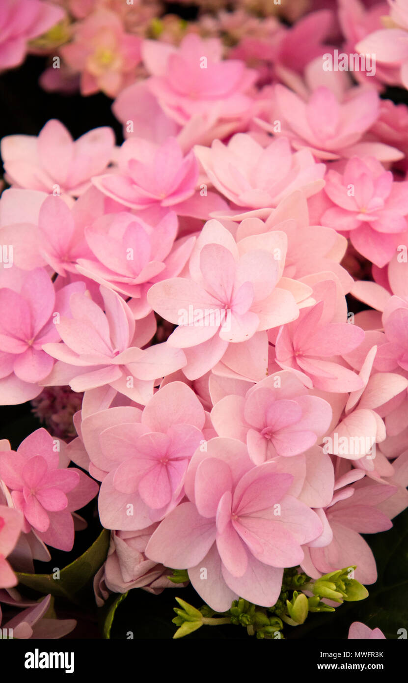 Hydrangea 'romance pink' Foto de stock