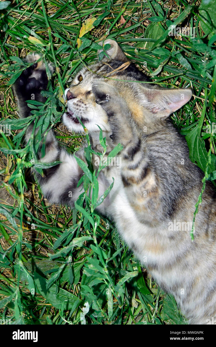 Un gato atigrado gatito vengarse de malezas molestas Foto de stock