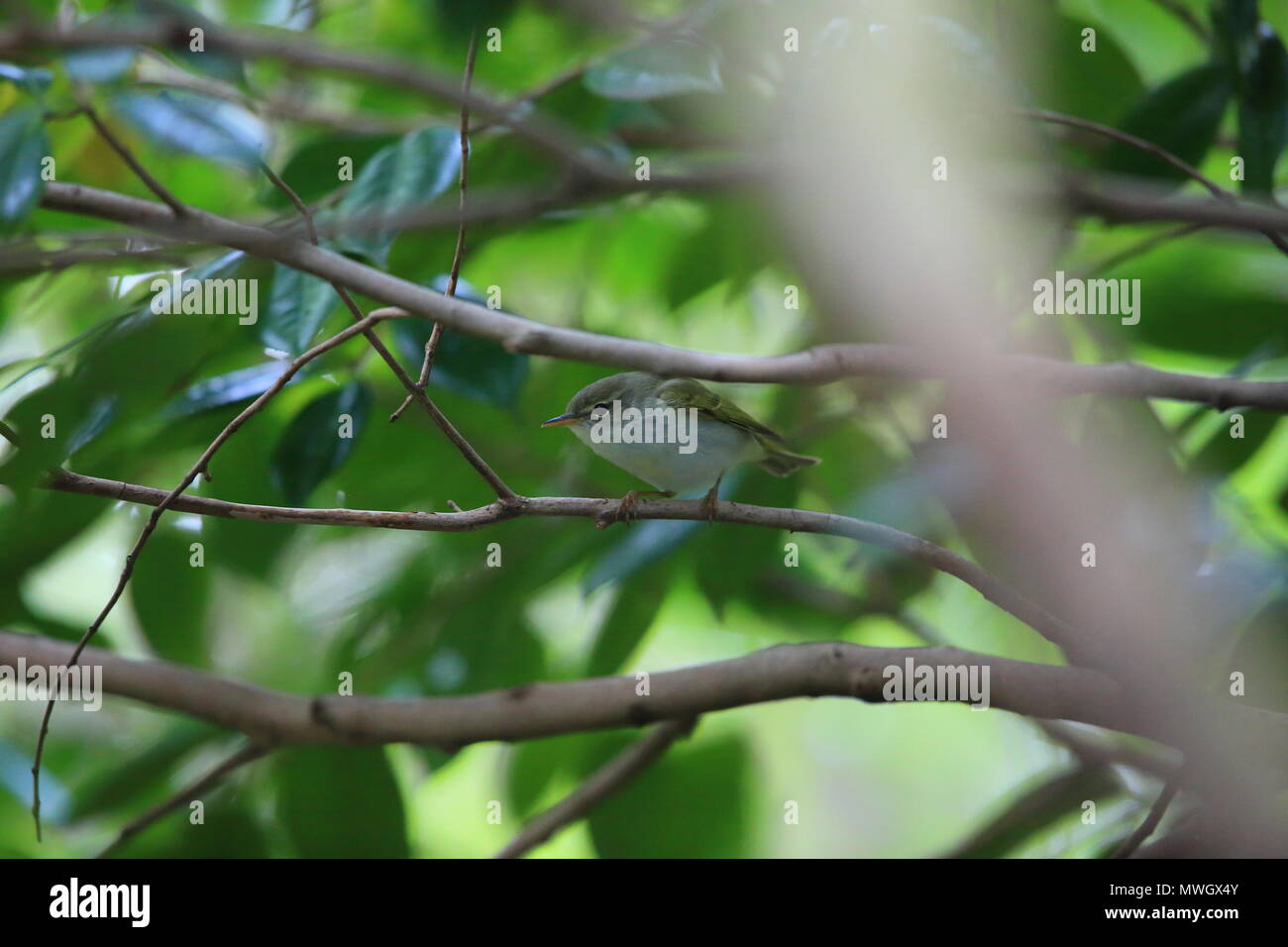 La hoja Ijima cerúlea (Phylloscopus ijimae) en Isla Miyake, Japón Foto de stock