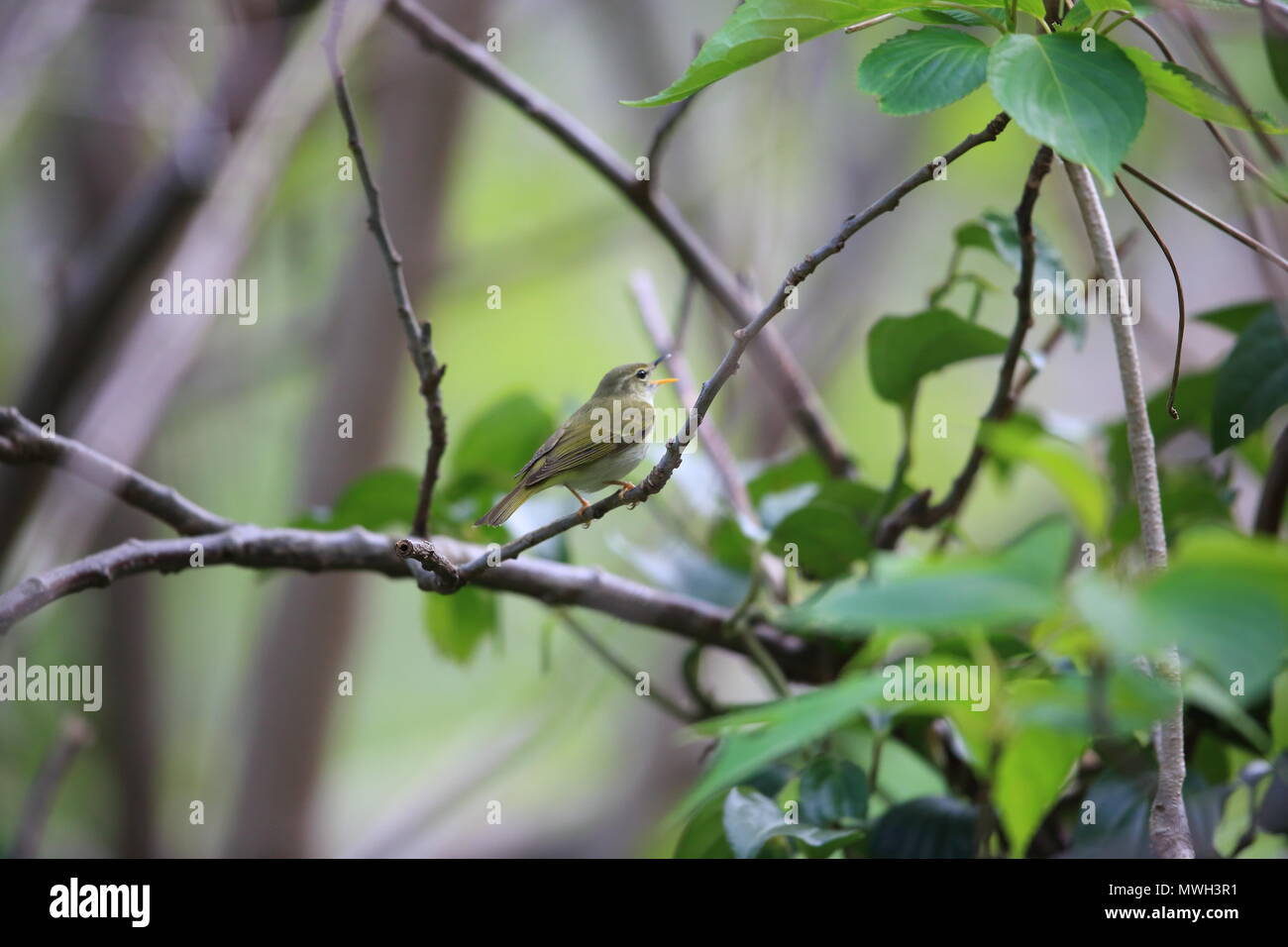 La hoja Ijima cerúlea (Phylloscopus ijimae) en Isla Miyake, Japón Foto de stock