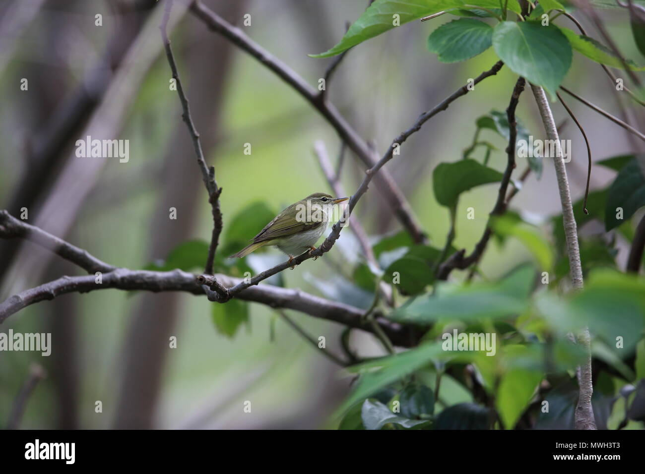 La hoja Ijima cerúlea (Phylloscopus ijimae) en Isla Miyake, Japón Foto de stock