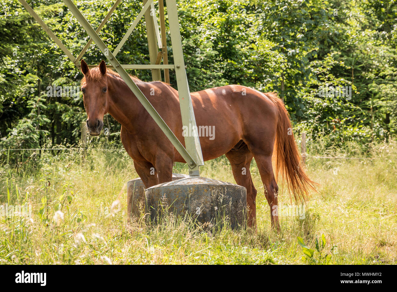 Los caballos en el prado verde Foto de stock