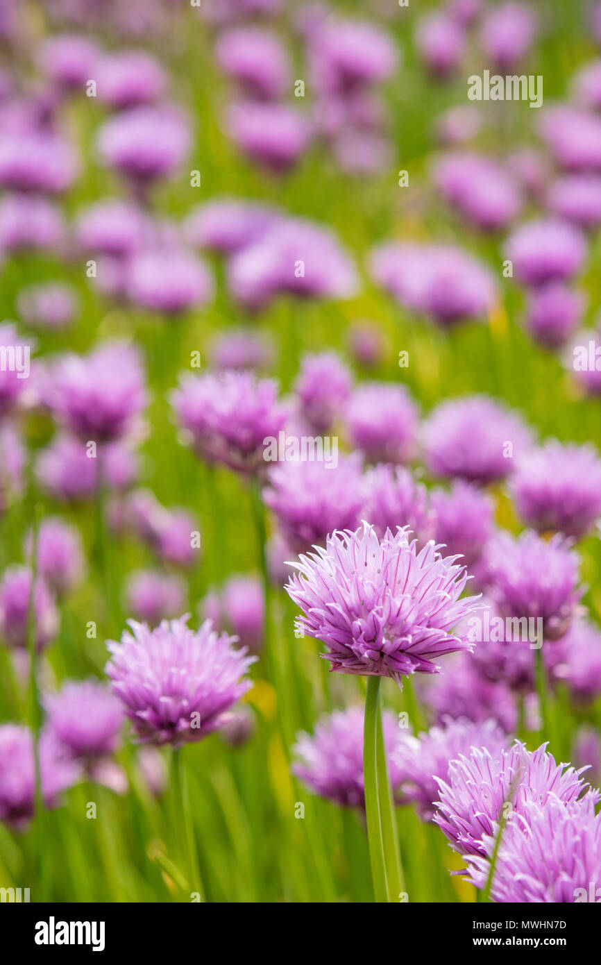 Cebollino (Allium schoenoprasum) Foto de stock