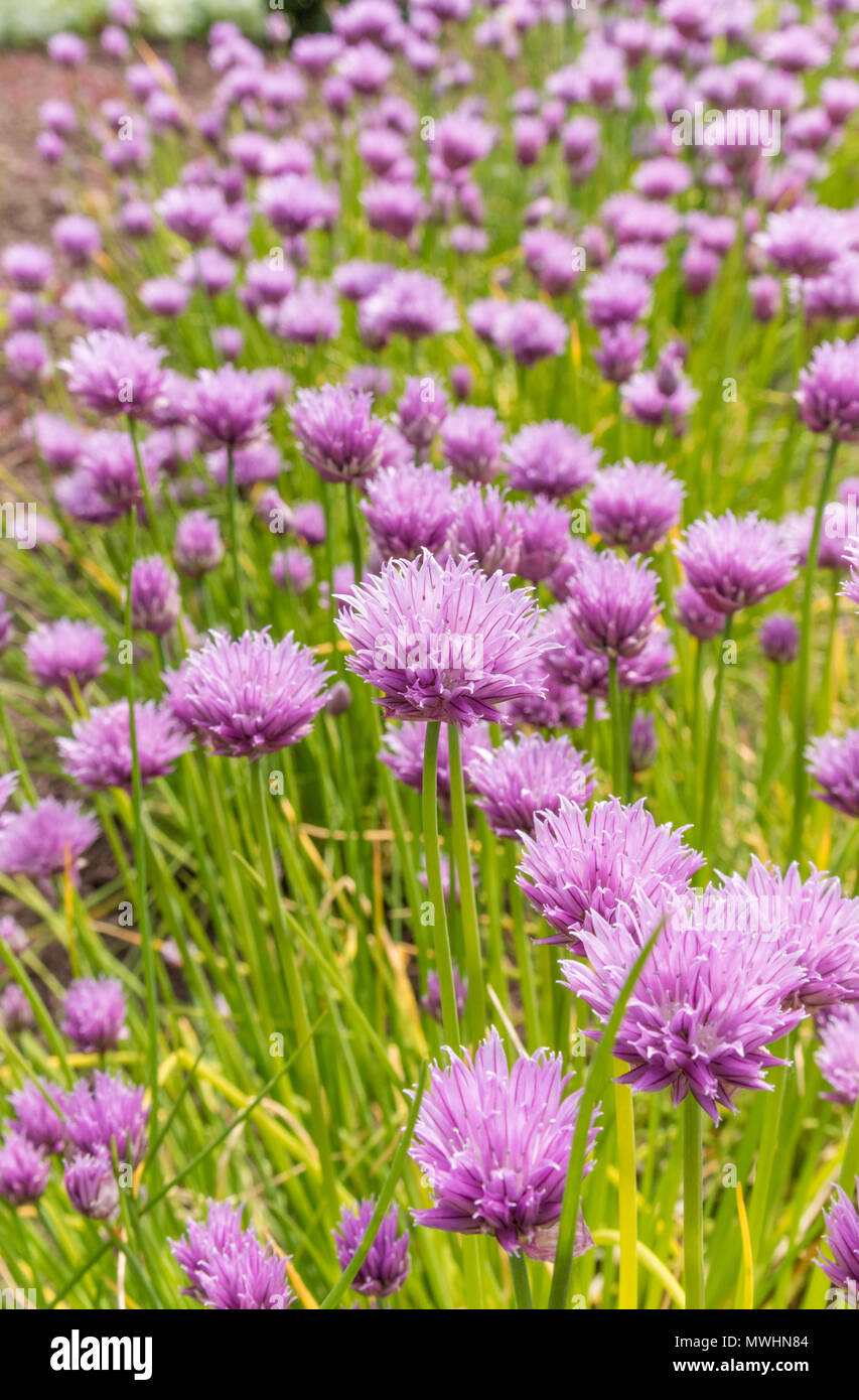 Cebollino (Allium schoenoprasum) Foto de stock