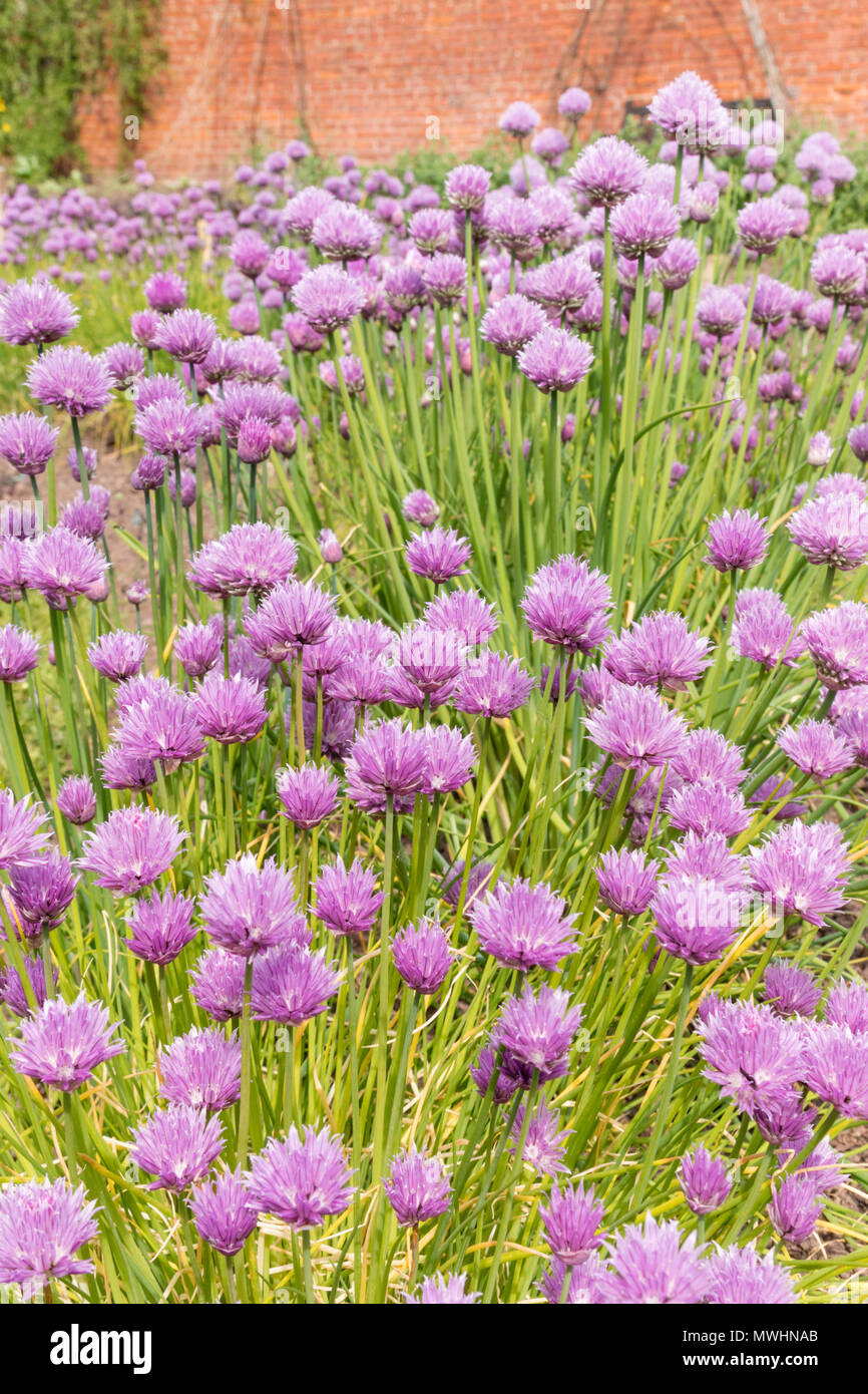 Cebollino (Allium schoenoprasum) Foto de stock