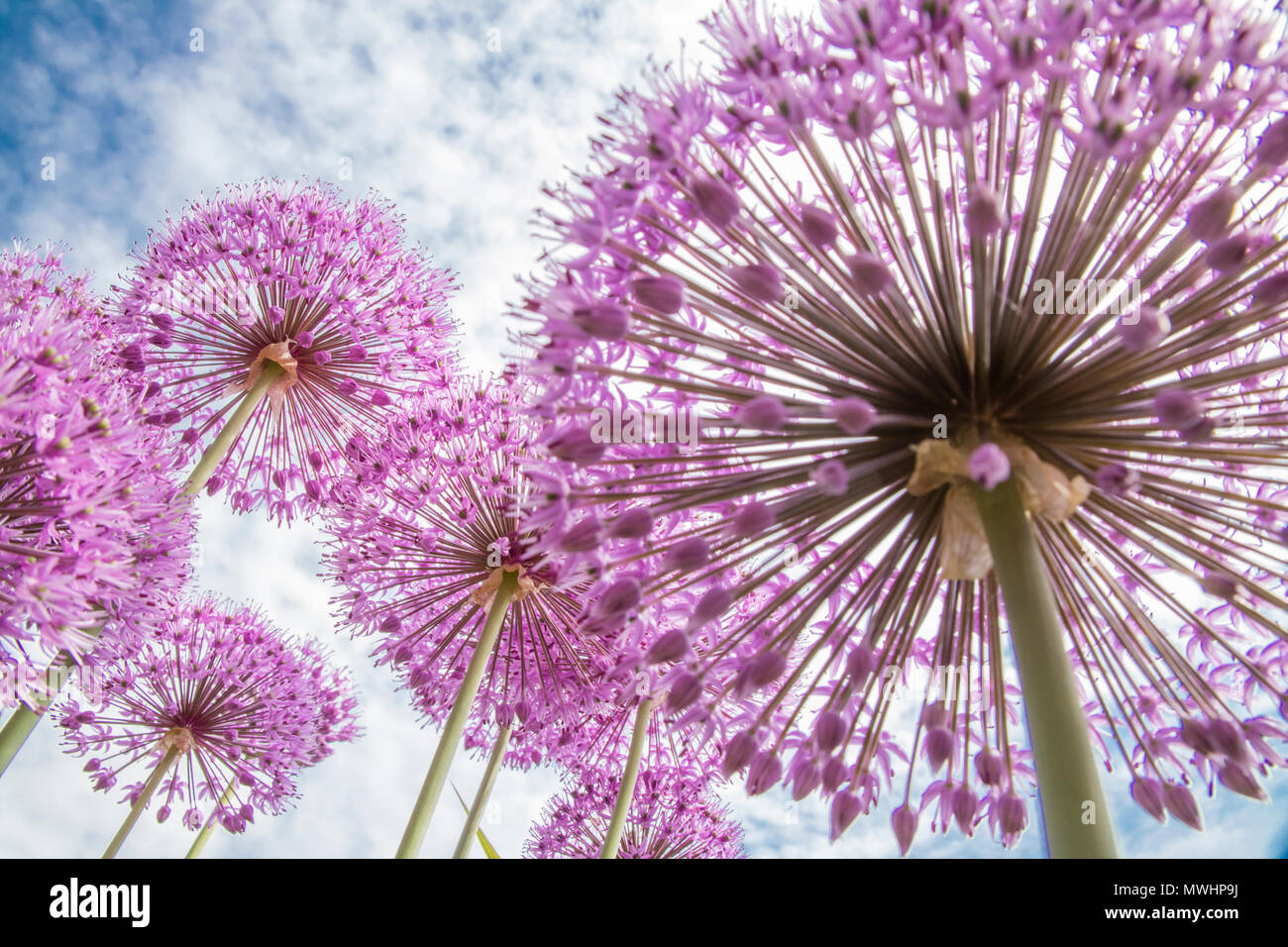 Alliums en un día de verano Foto de stock