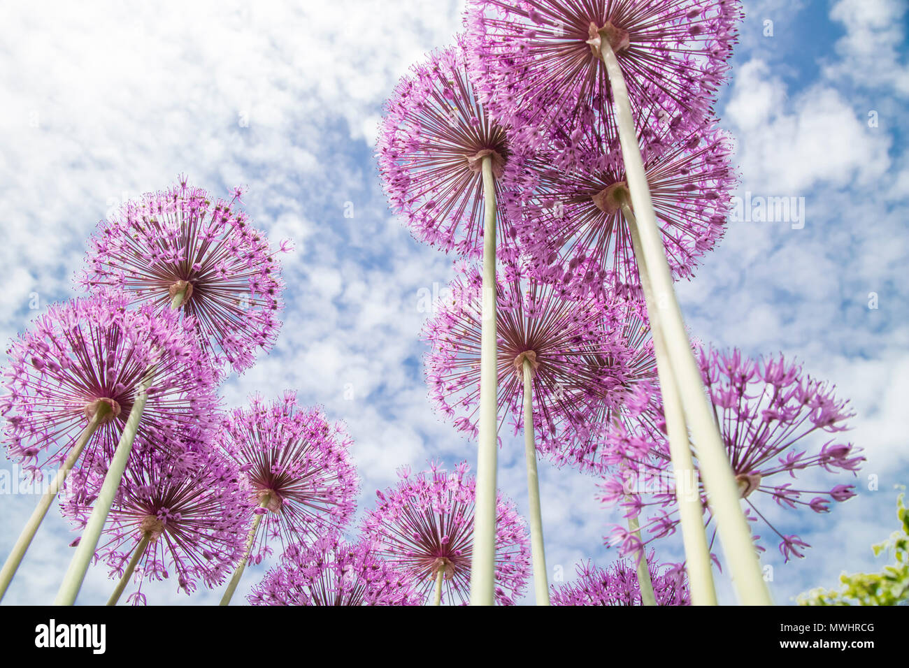 Alliums en un día de verano Foto de stock