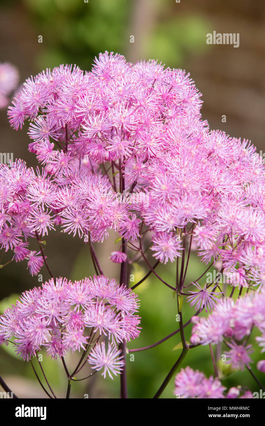 Thalictrum Meadow-rue Foto de stock