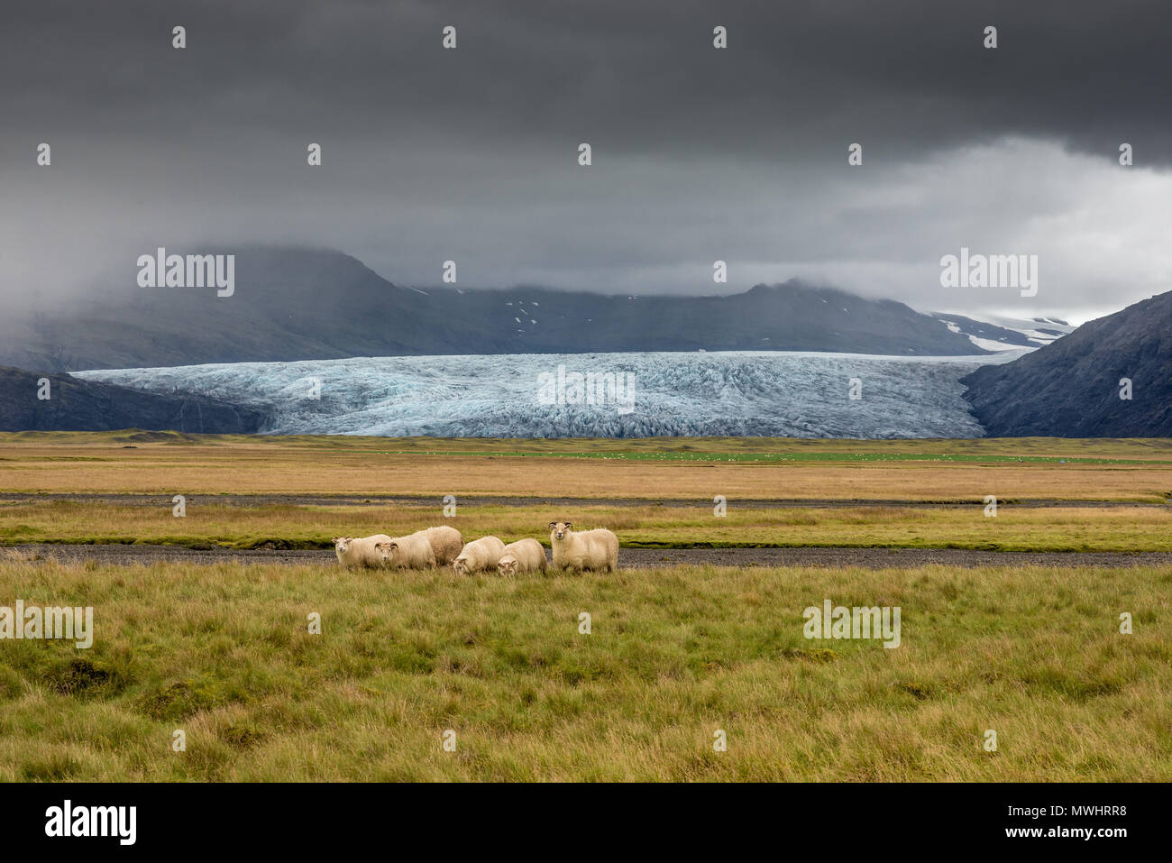 En la costa sur de Islandia Foto de stock
