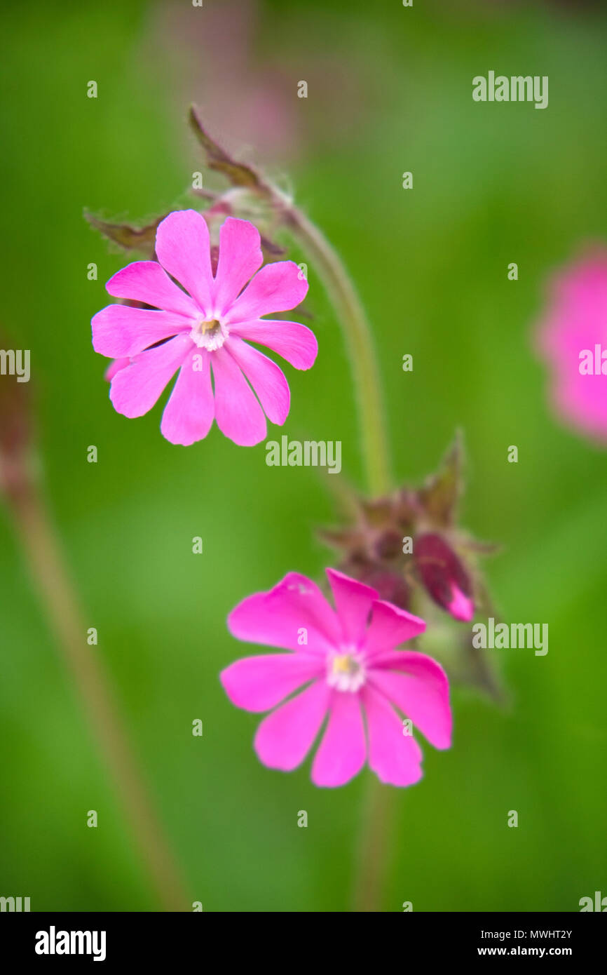 Rojo campion (Silene dioica) British wildflower, Gran Bretaña, REINO UNIDO Foto de stock