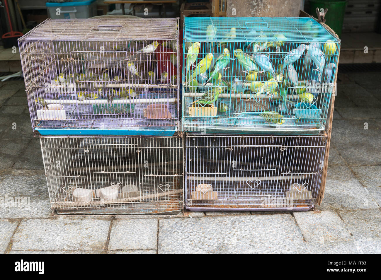 adverbio dueño productos quimicos Pájaros canarios en jaulas para la venta Fotografía de stock - Alamy
