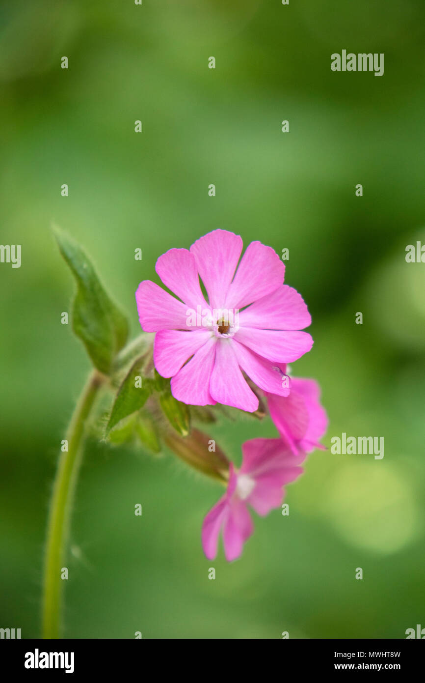 Rojo campion (Silene dioica) British wildflower, Gran Bretaña, REINO UNIDO Foto de stock