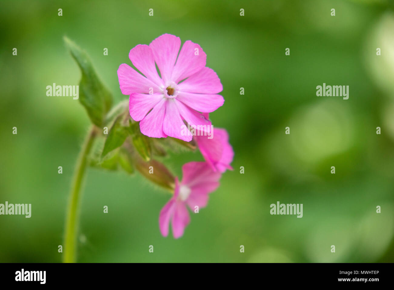 Rojo campion (Silene dioica) British wildflower, Gran Bretaña, REINO UNIDO Foto de stock