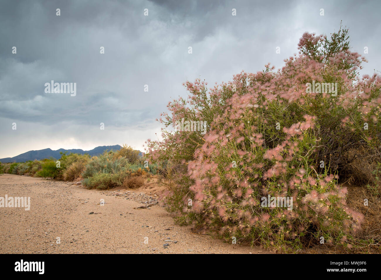 Apache Plume (Fallugia paradoxa), Sierra ladrones, Socorro Co.,New Mexico, USA. Foto de stock