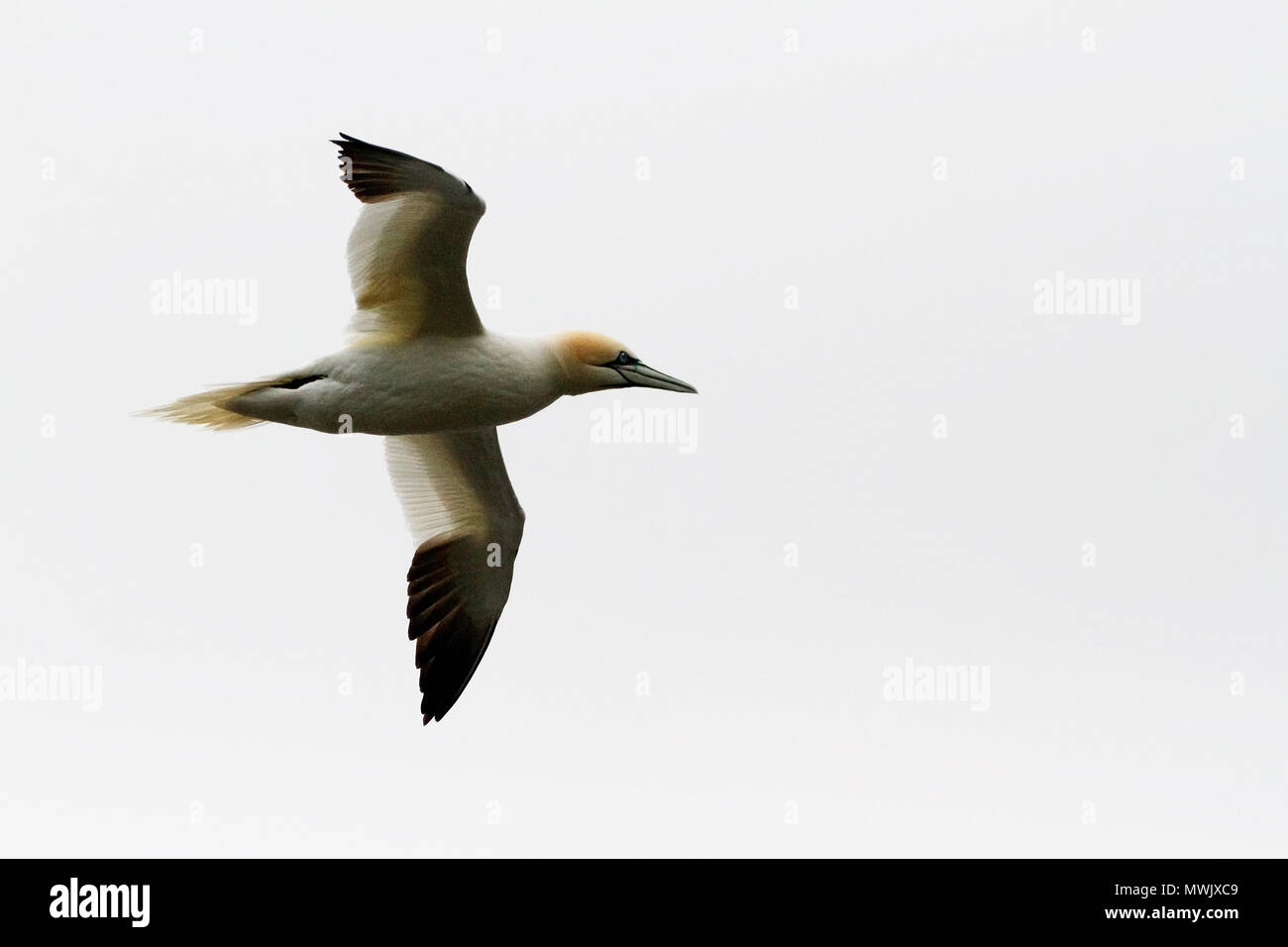 Uno de los más grandes de aves marinas en el Atlántico Norte, en el norte de Gannett es espectacular ya que se sumerge en el mar en busca de peces. Foto de stock