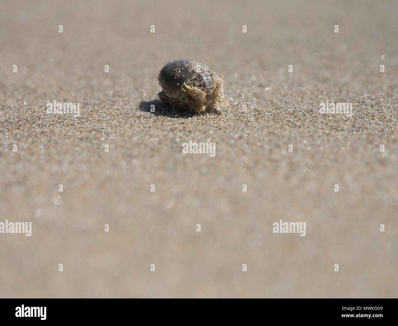 Cangrejo ermitaño escondido en una concha en la playa en la playa Crescent Oregon fotografiados con una profundidad de campo limitada Foto de stock