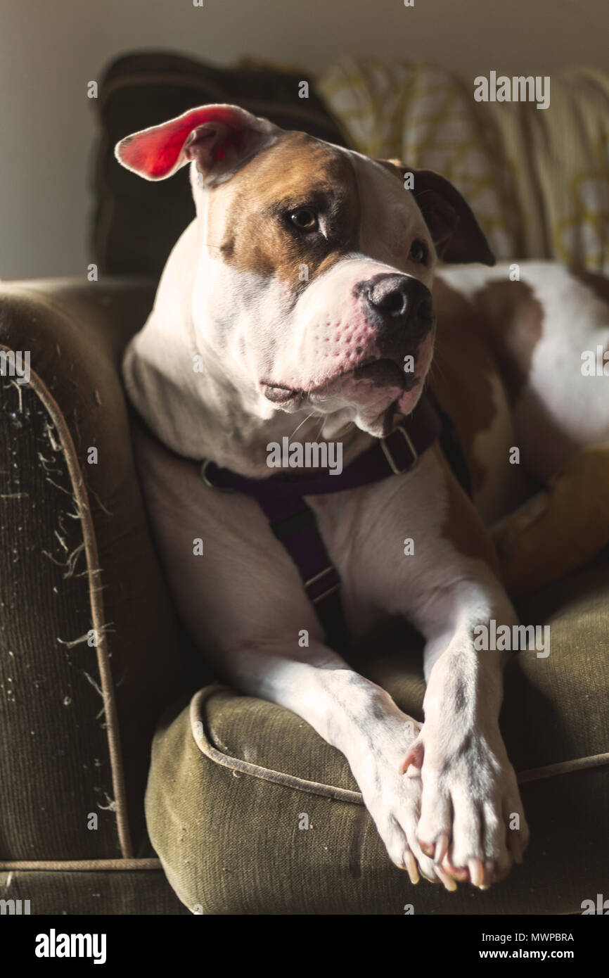 Un perro pitbull de raza mixta (American Staffordshire Pit Bull Terrier y  American Pit Bull Terrier) (Canis lupus familiaris) parece alerta  Fotografía de stock - Alamy