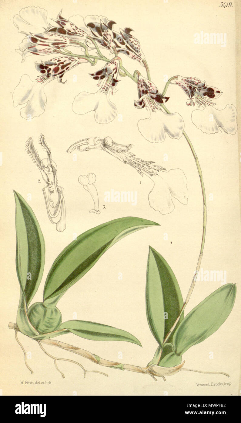 Rodriguezia decora decora (como Burlingtonia var. picta) Curtis' 89 (Ser. 3  no. 19) Pl. 5419 (1863 Fotografía de stock - Alamy