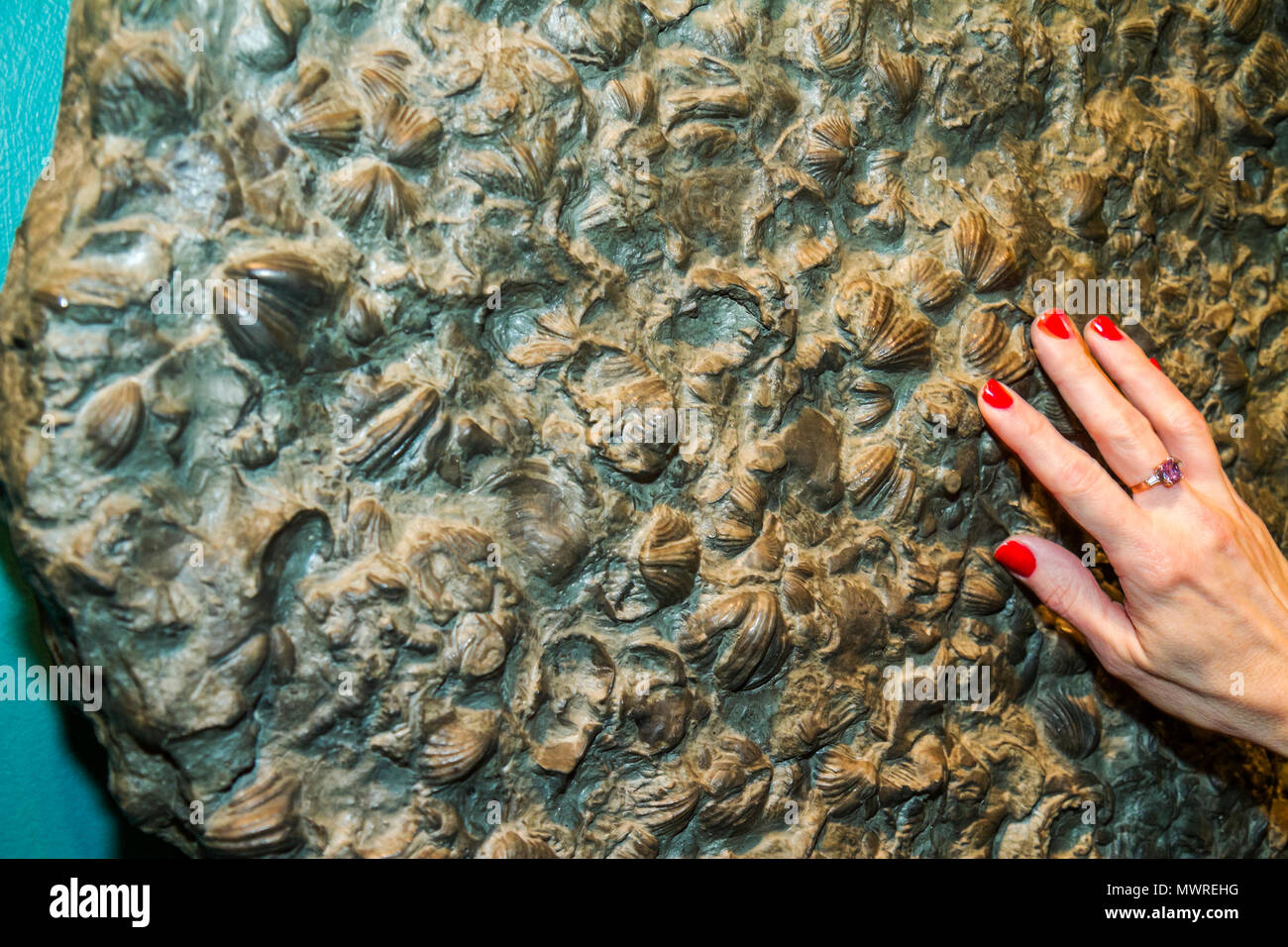 Washington DC,Museo Nacional de Historia Natural,Sala de Sant Ocean,exposición de productos de colección,muestra de fósiles,conchas,mano de mujer,manos,manos Foto de stock