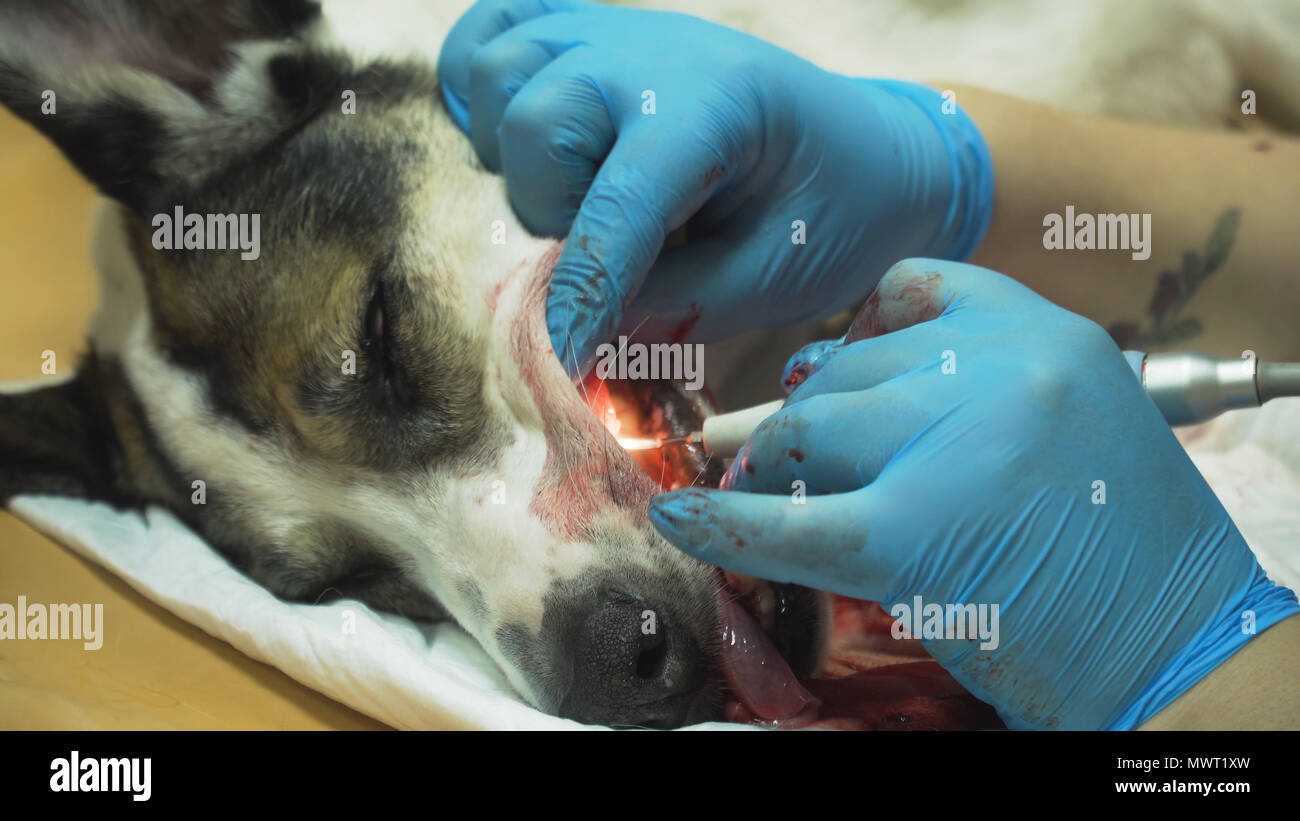 Veterinario dentista es limpiar los dientes de un perro, el animal se  encuentra bajo el efecto de la anestesia en una clínica veterinaria.  Estomatología, Veterinaria, limpieza de los dientes de la placa