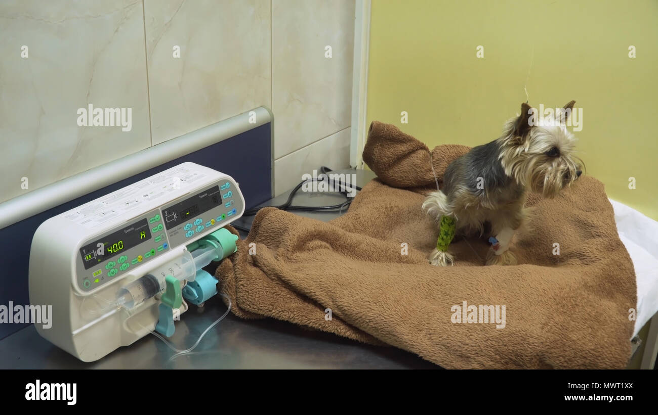 Perro con una infusión intravenosa se infiltran en un veterinario en la  clínica. Perro con catéter intravenoso, cánula venosa en tomar la infusión.  Jeringa o controlador de bomba de jeringa es una