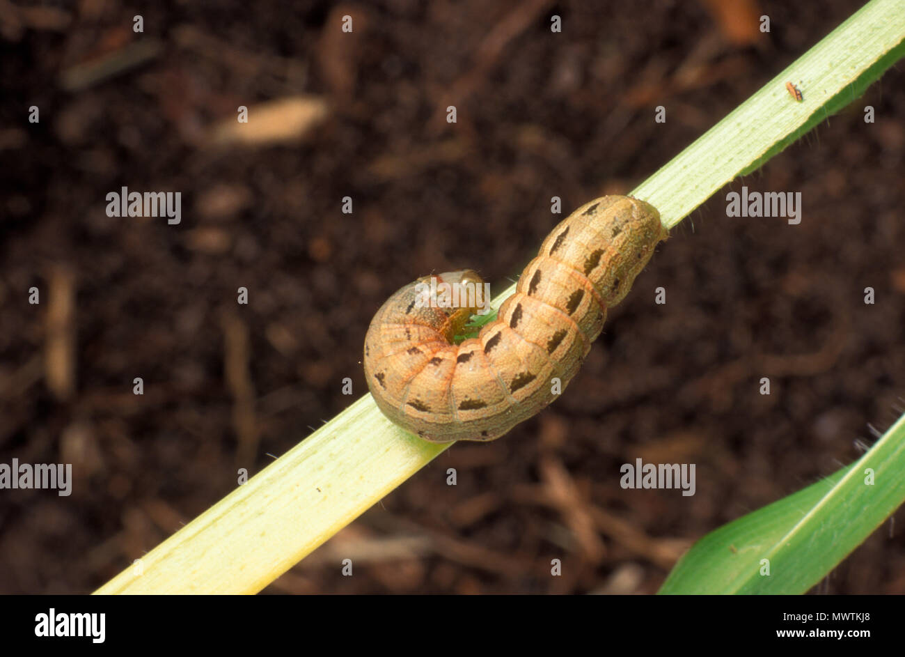 Césped (gusano cogollero Spodoptera MAURITIA) Ataques de pasto y maíz dulce Foto de stock